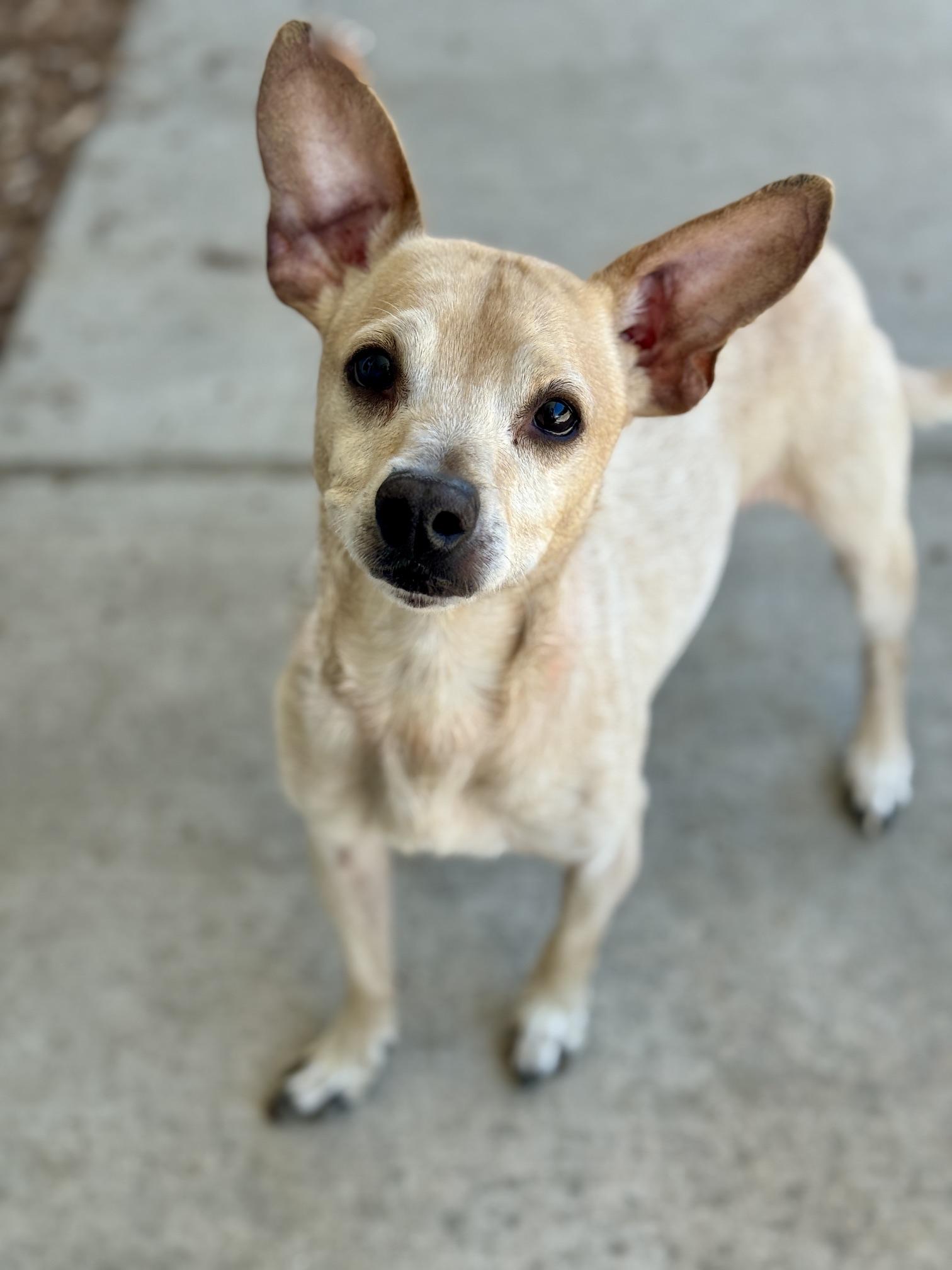 Elvis, adopted, Adult Male Chihuahua.