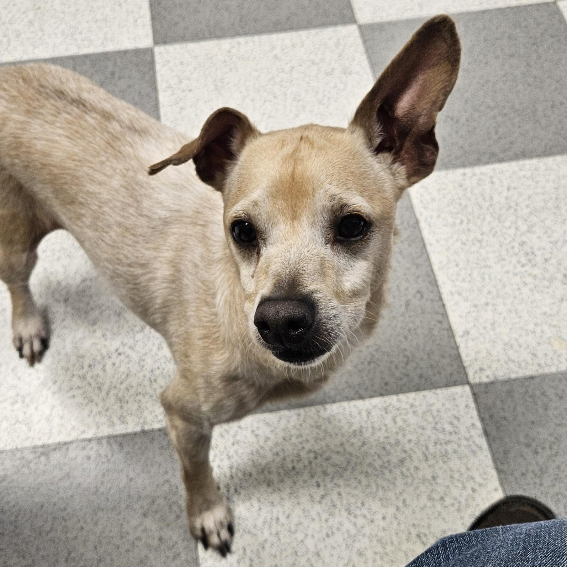 Elvis, an adopted mixed breed in Benton Harbor, MI image 2/6