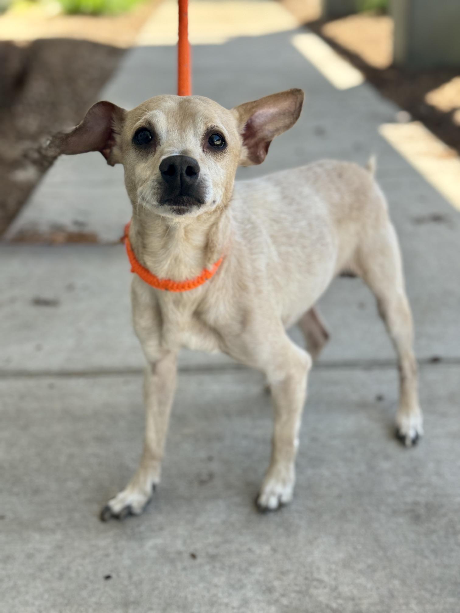 Elvis, an adopted mixed breed in Benton Harbor, MI image 3/6