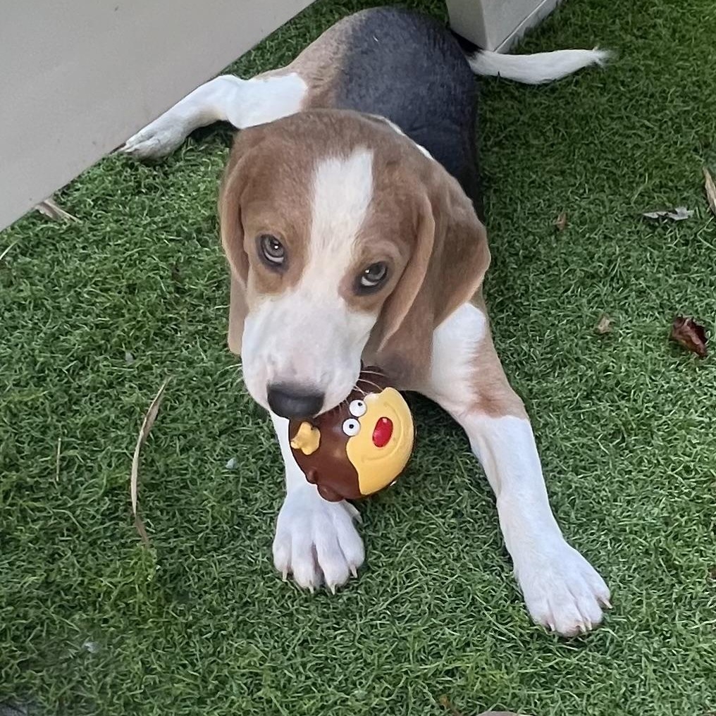 Odie, Adoptable, Puppy Male Beagle.