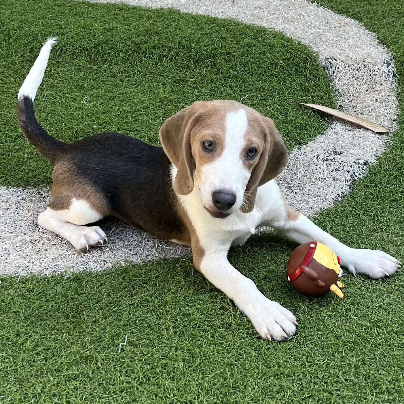 Odie, a Adoptable Beagle in Fort Myers, FL image 2/3