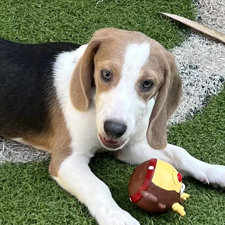 Odie, a Adoptable Beagle in Fort Myers, FL image 3/3