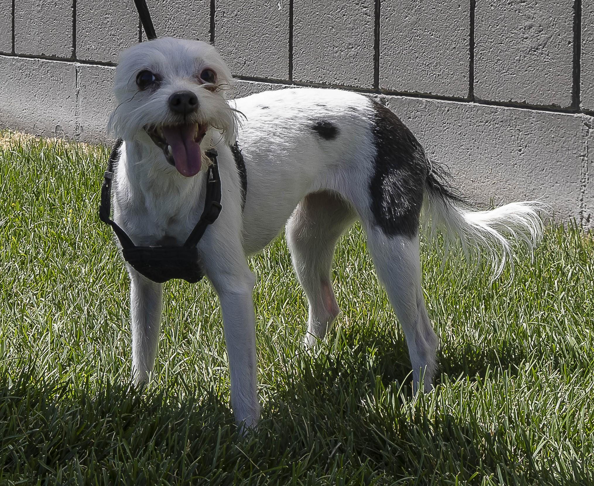 Enlarge Cho Cho and Nico, a Adoptable Terrier in Millville, UT image 2/5