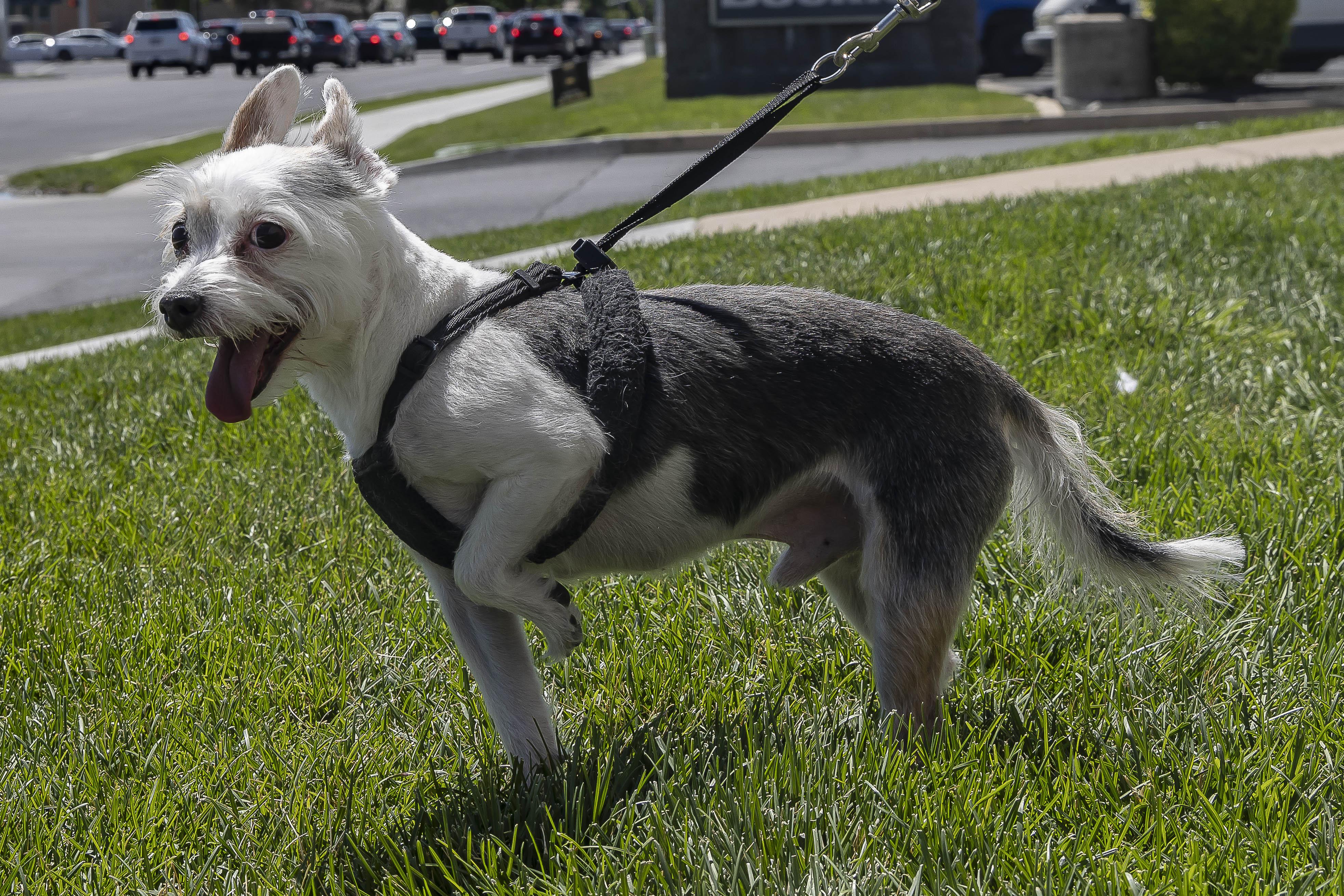 Enlarge Cho Cho and Nico, a Adoptable Terrier in Millville, UT image 3/5