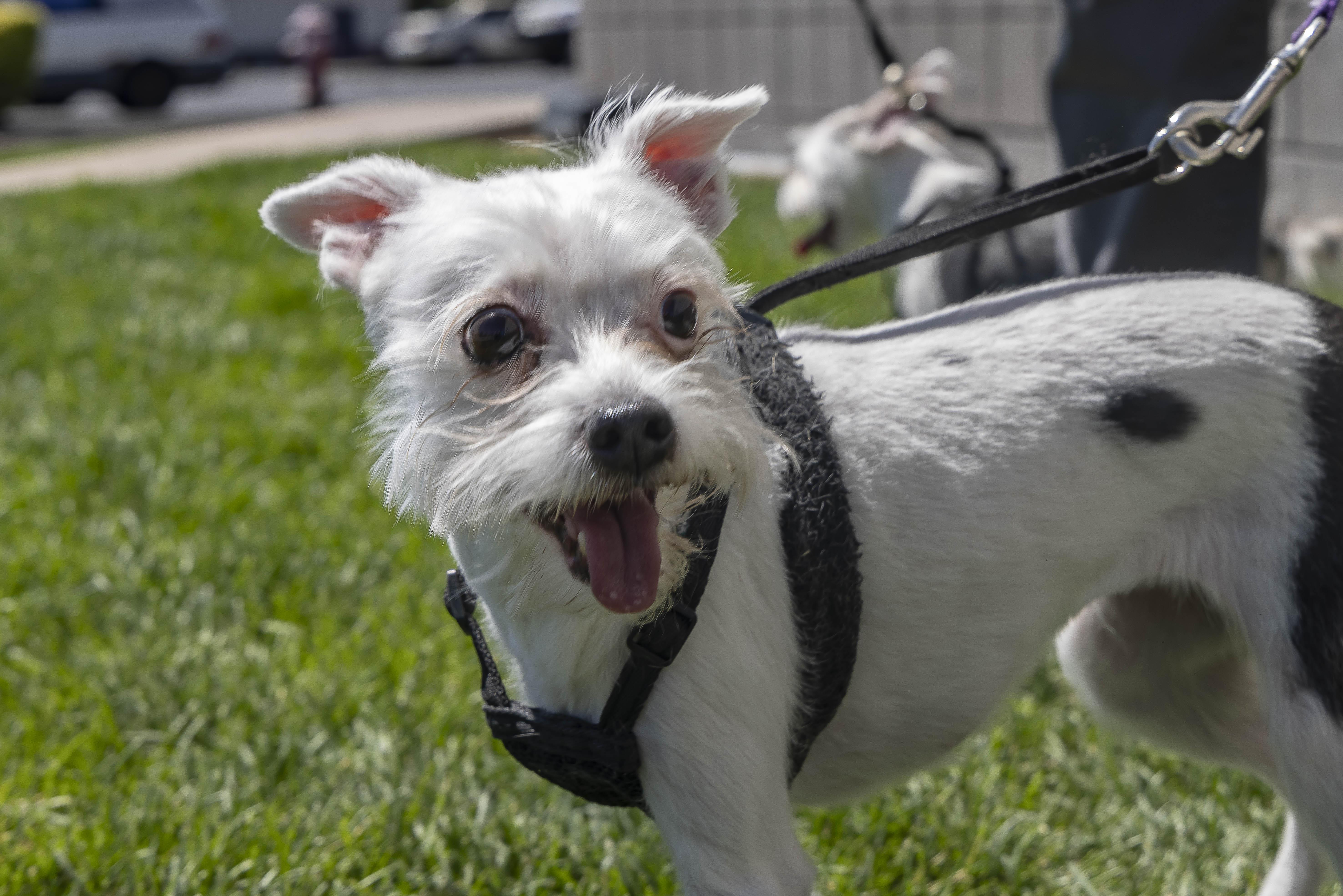 Cho Cho and Nico, Adoptable, Adult Female Terrier.