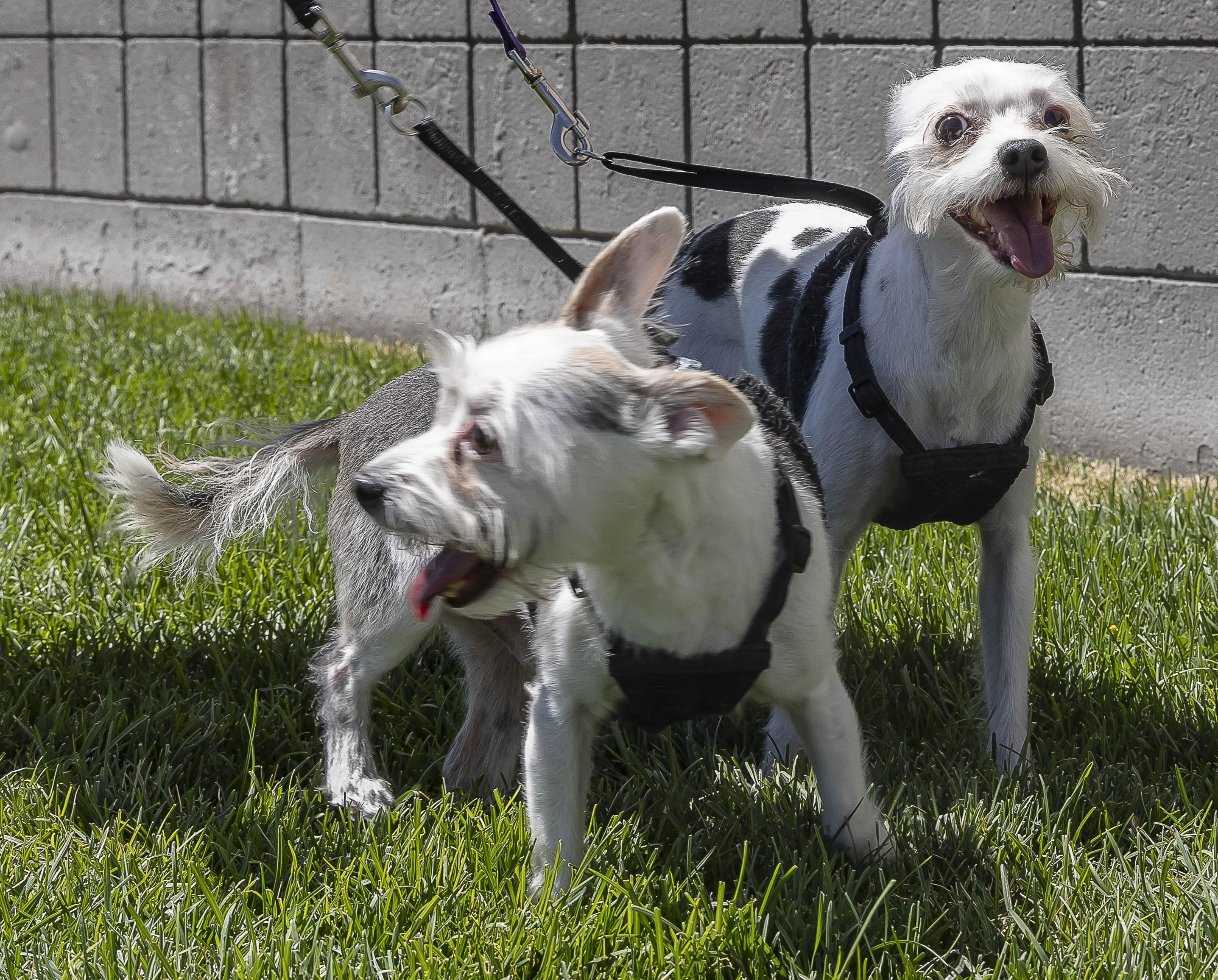 Enlarge Cho Cho and Nico, a Adoptable Terrier in Millville, UT image 4/5