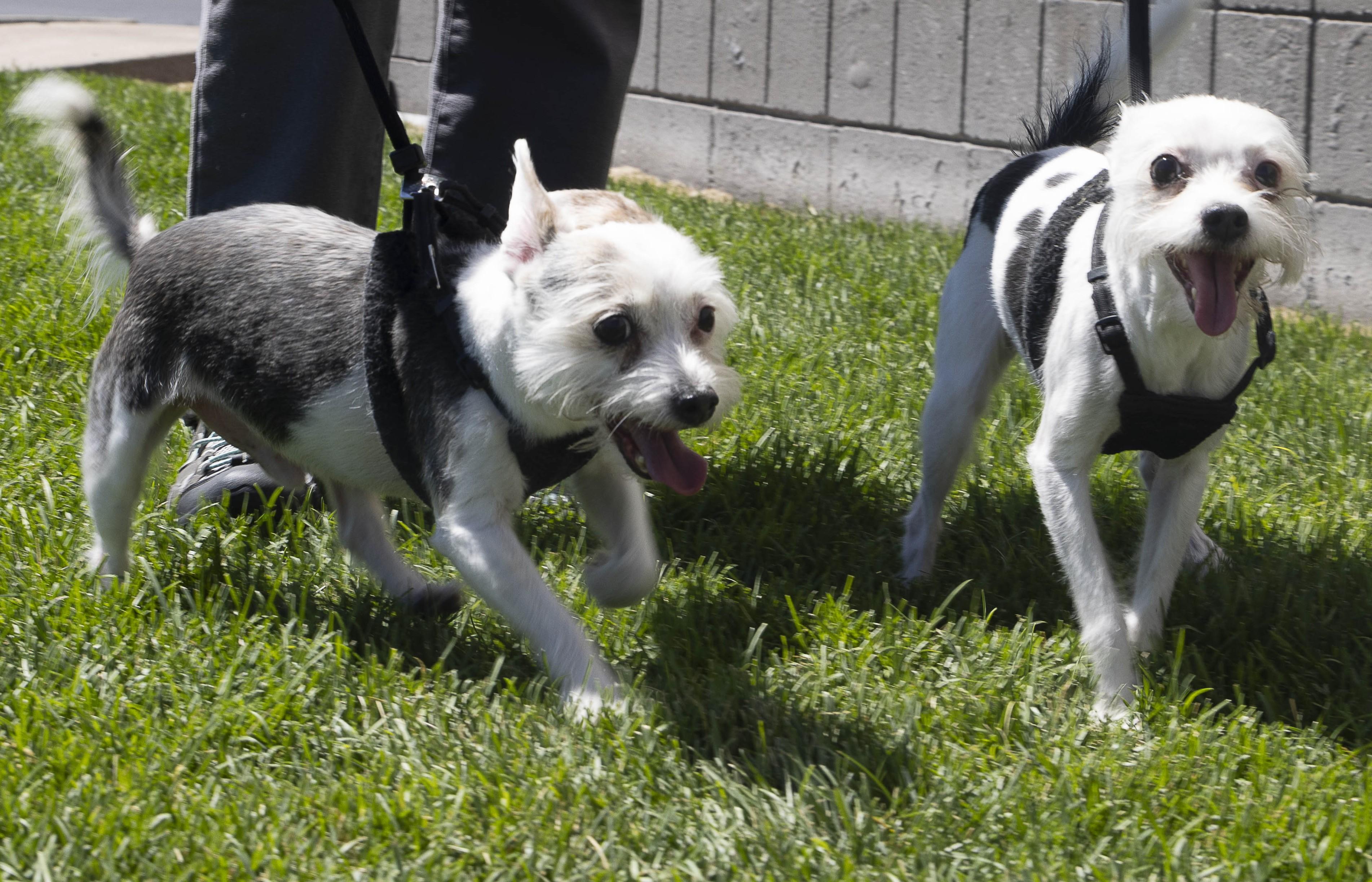 Enlarge Cho Cho and Nico, a Adoptable Terrier in Millville, UT image 5/5