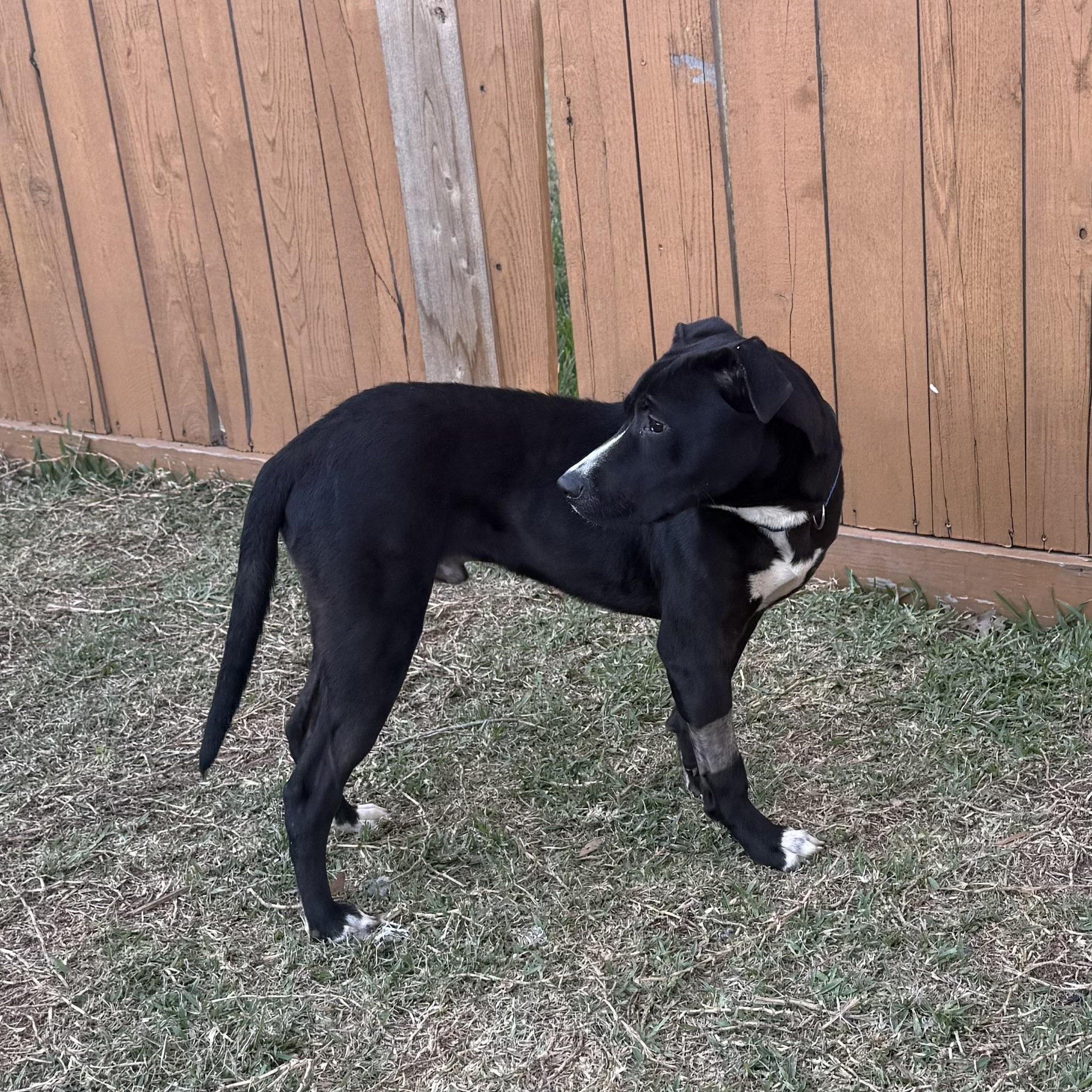 Brando — thumbnail 2