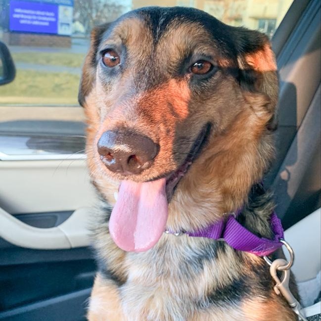 Amora, adopted, Adult Female Beagle & Shepherd.