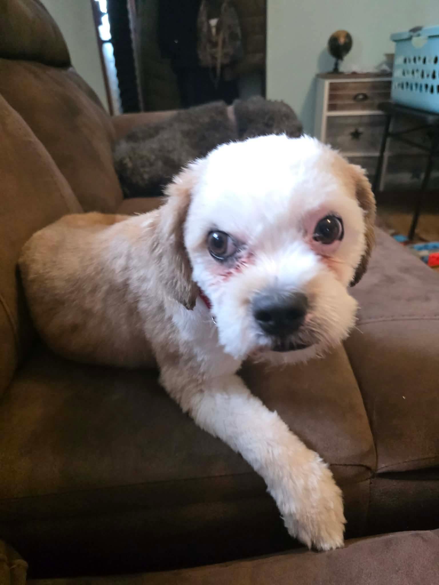 Toby, a ADOPTABLE Shih poo in Cedar Rapids, IA image 4/6