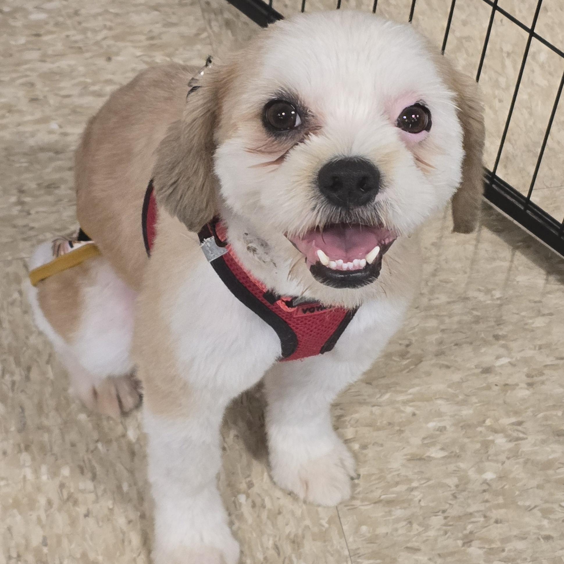 Toby, ADOPTABLE, Young Male Shih poo.