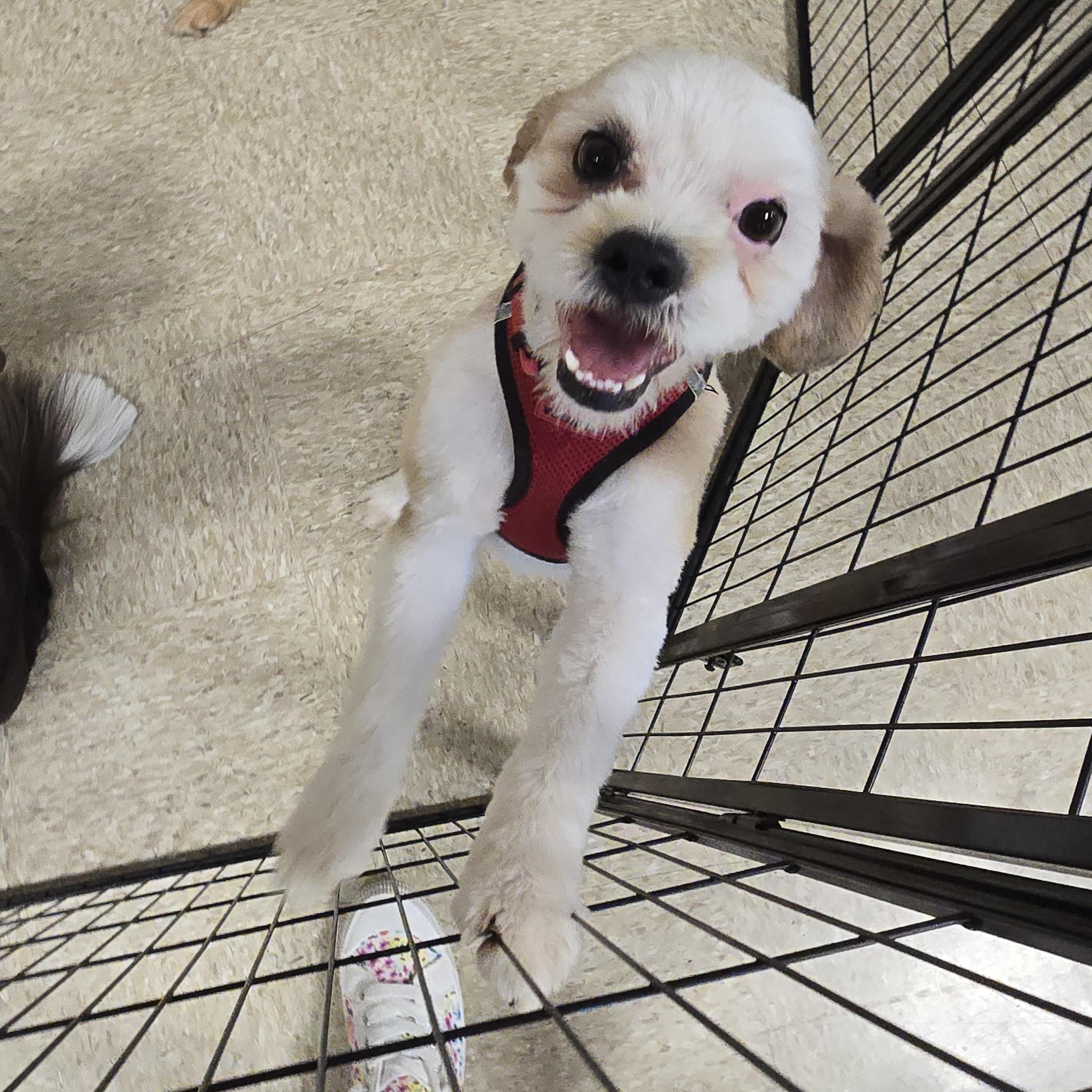Toby, a ADOPTABLE Shih poo in Cedar Rapids, IA image 5/6