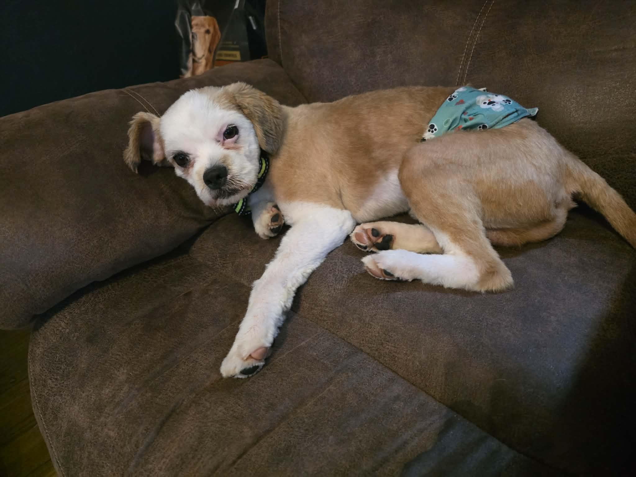Toby, a ADOPTABLE Shih poo in Cedar Rapids, IA image 3/6