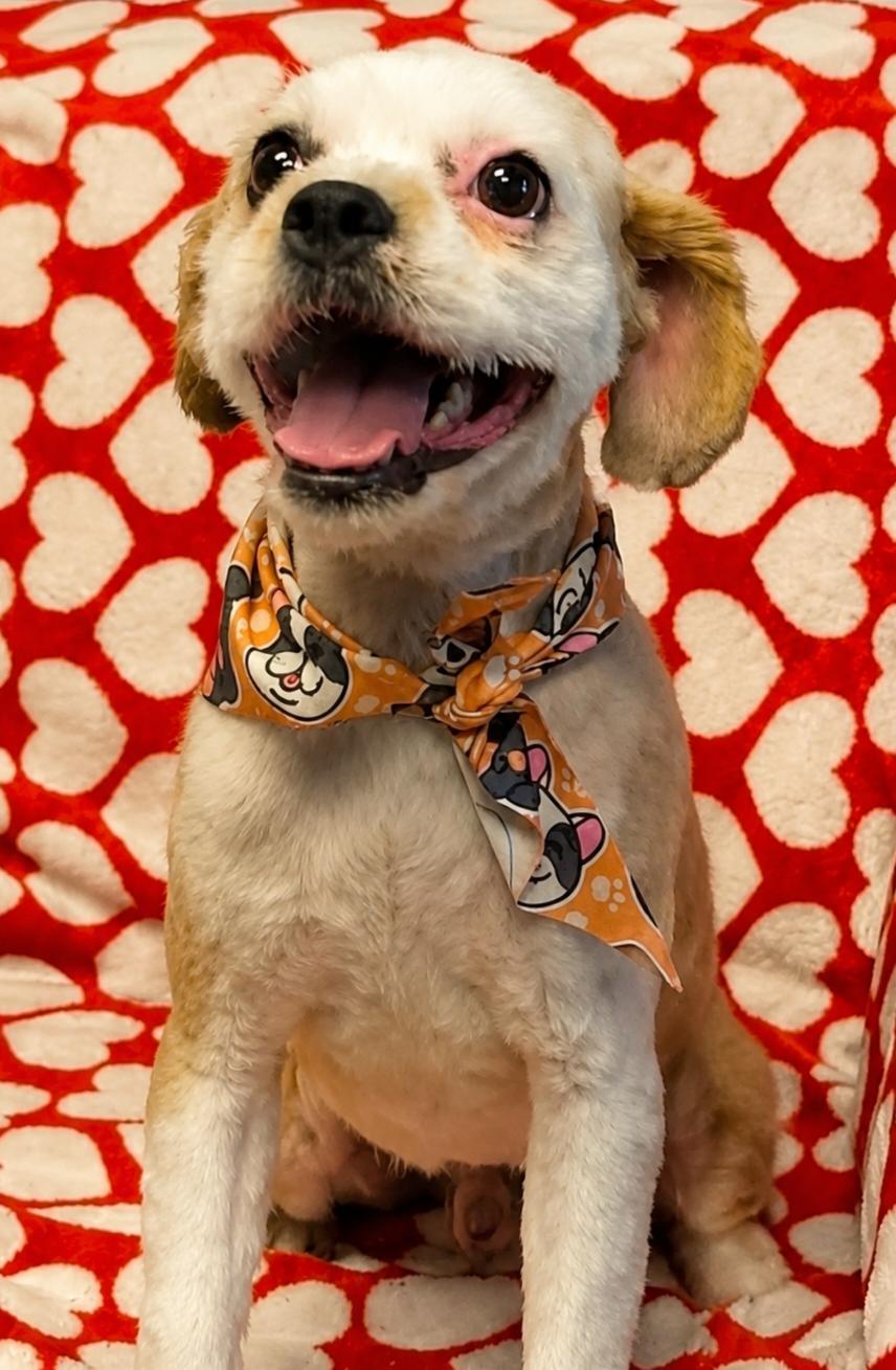 Toby, a ADOPTABLE Shih poo in Cedar Rapids, IA image 6/6