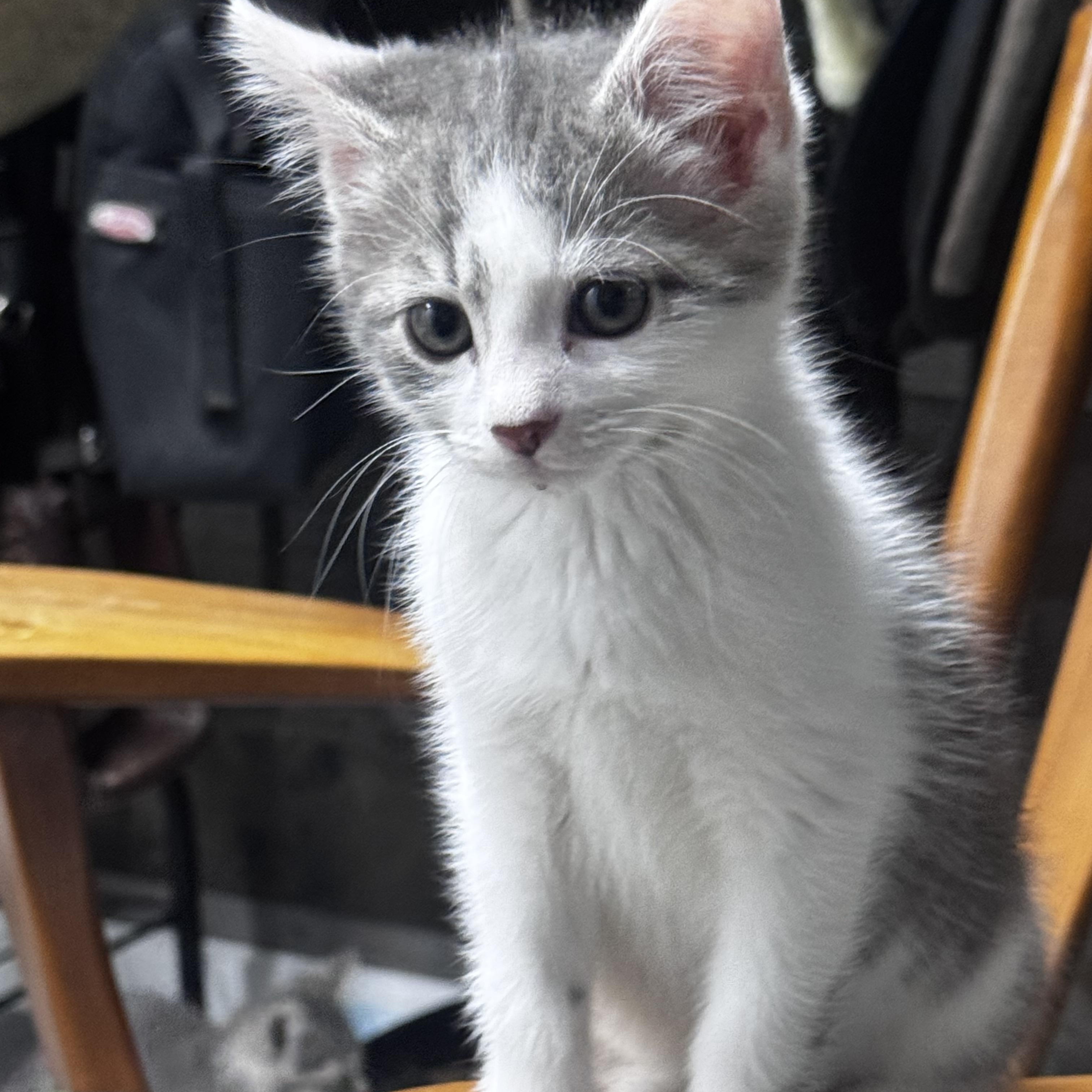 Jude, ADOPTABLE, Kitten Male Domestic Short Hair.