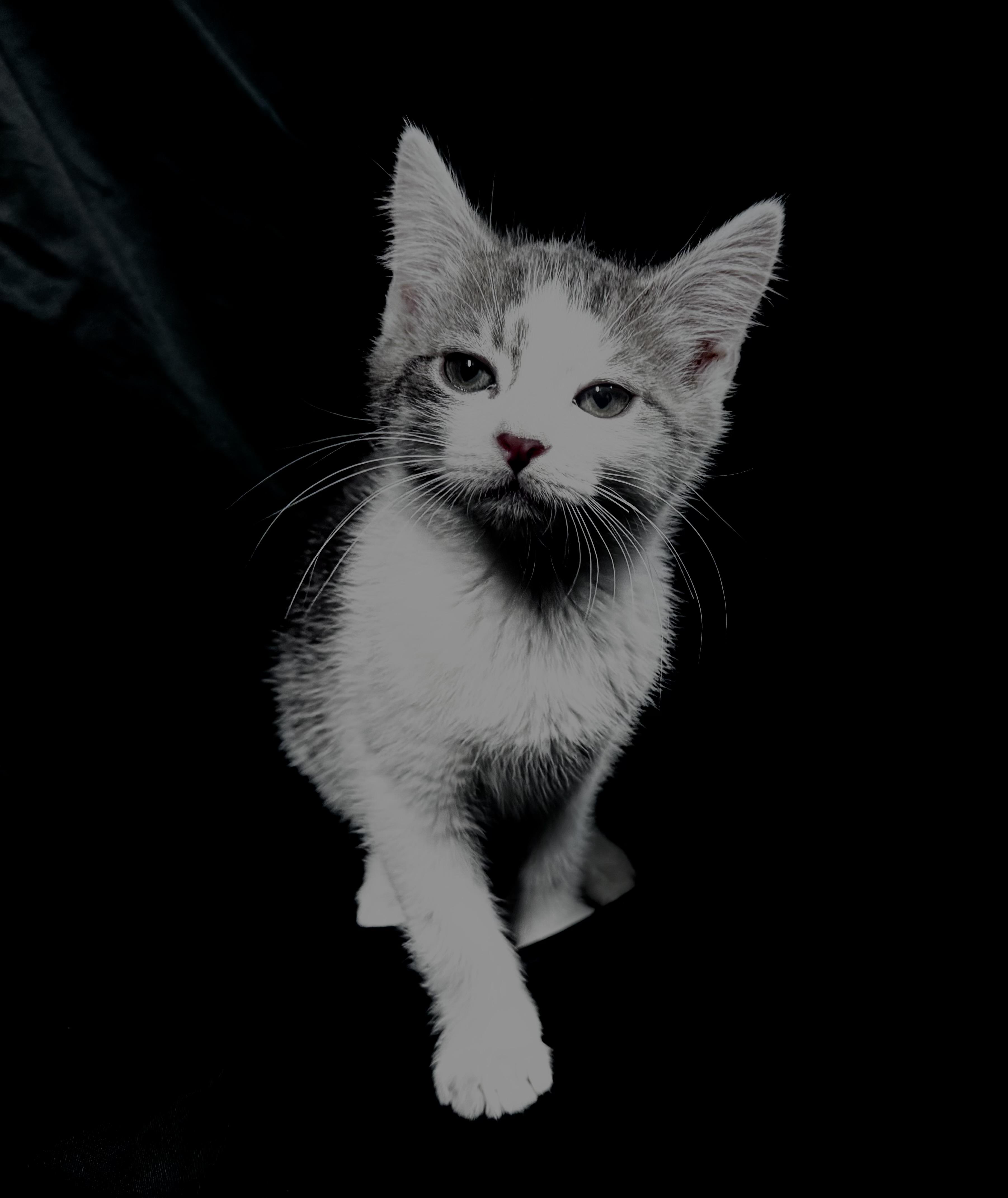 Jude, a ADOPTABLE Domestic Short Hair in Pottsville, PA image 2/4