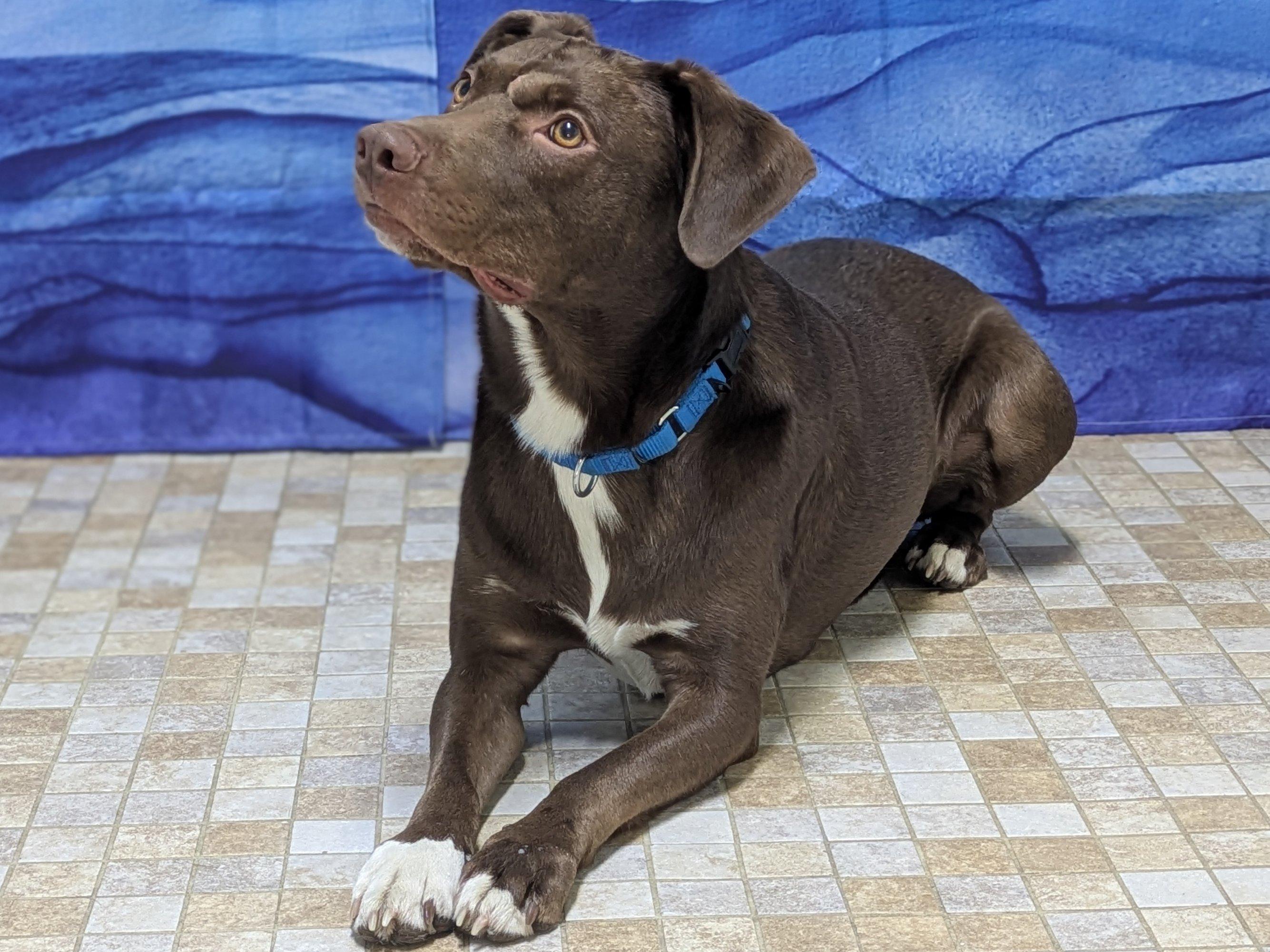 Enlarge Charlie, an adopted mixed breed in Republic, WA image 2/6