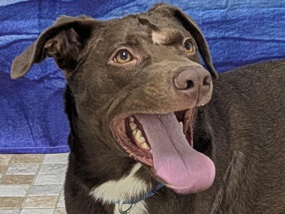 Enlarge Charlie, an adopted mixed breed in Republic, WA image 1/6