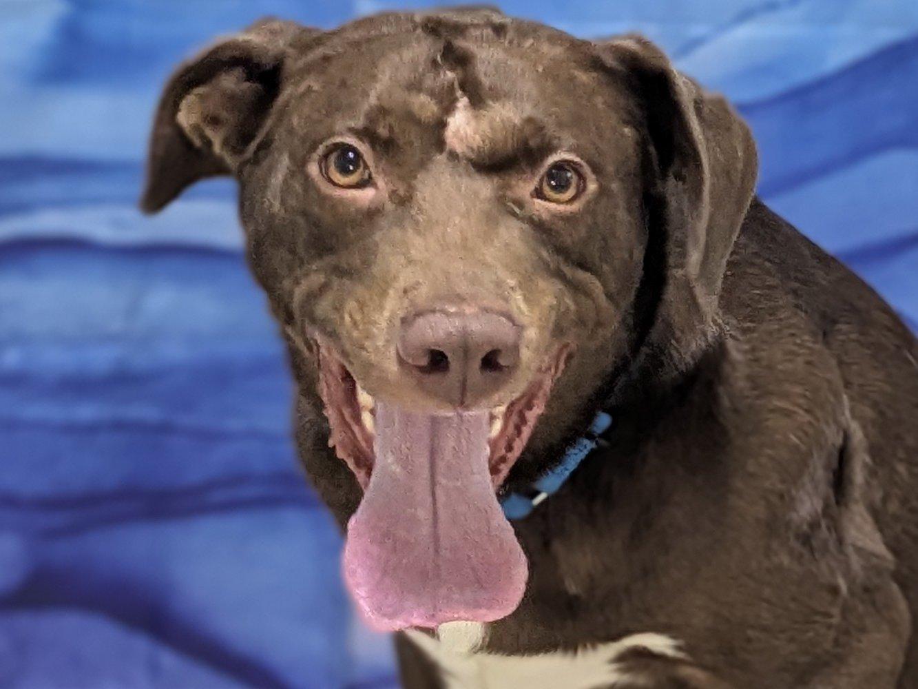 Enlarge Charlie, an adopted mixed breed in Republic, WA image 3/6