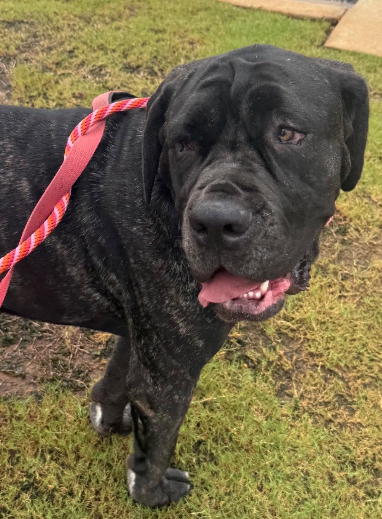 Anonimo (Mo), Adopted, Young Male Neapolitan Mastiff.