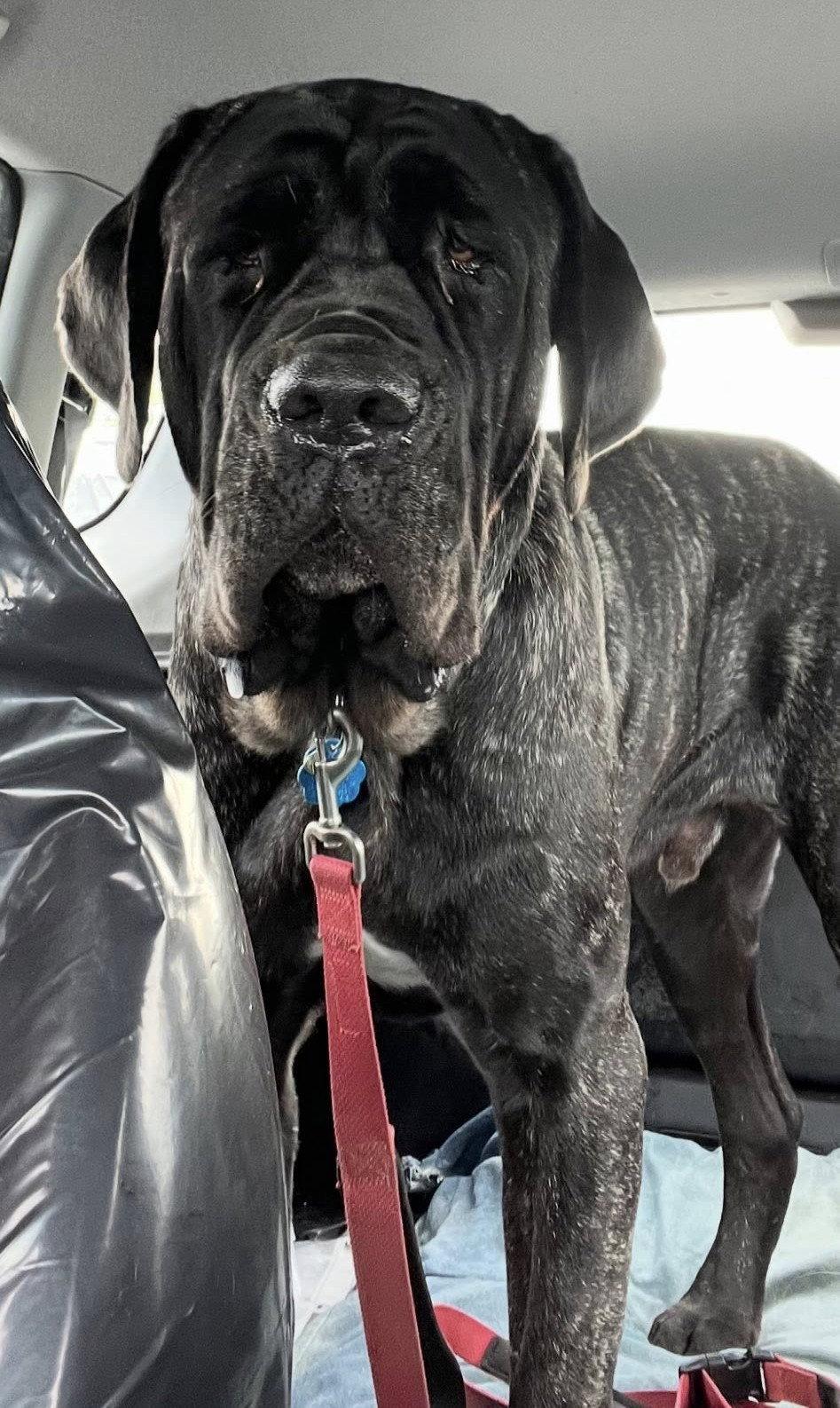 Enlarge Anonimo (Mo), a Adopted Neapolitan Mastiff in Saint Charles, MO image 2/2