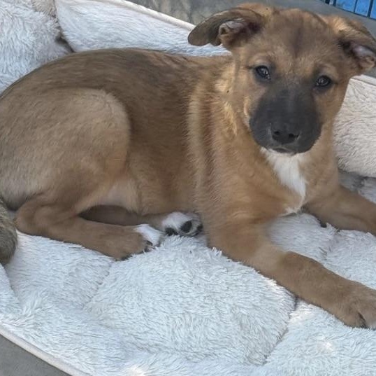 Enlarge MISTLETOE, a ADOPTABLE mixed breed in allentown, PA image 5/6