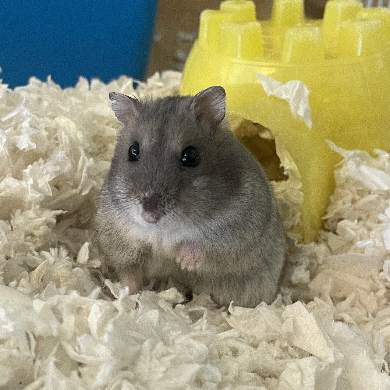 Enlarge Purple Heart (F), a Adoptable Hamster in Burlingame, CA image 1/1