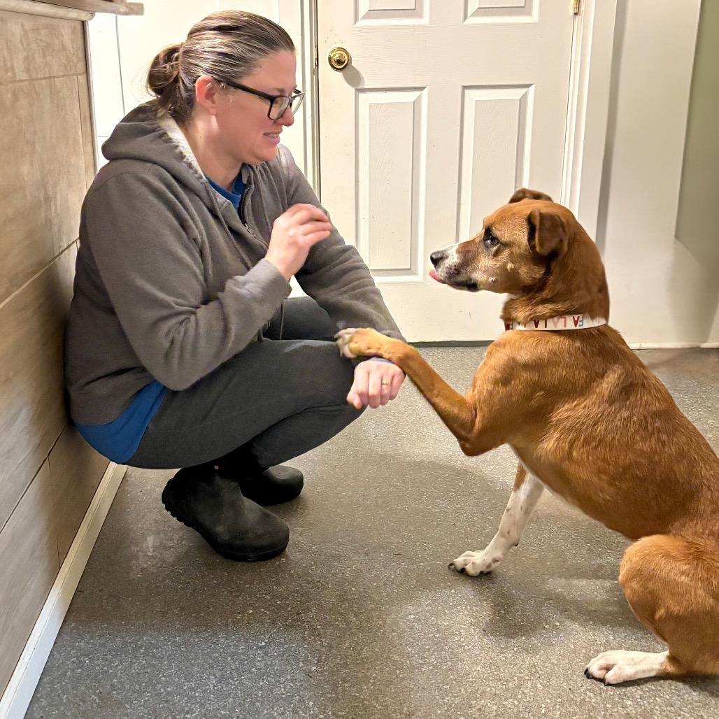 Enlarge Bean, a Adoptable mixed breed in Metamora, MI image 1/6