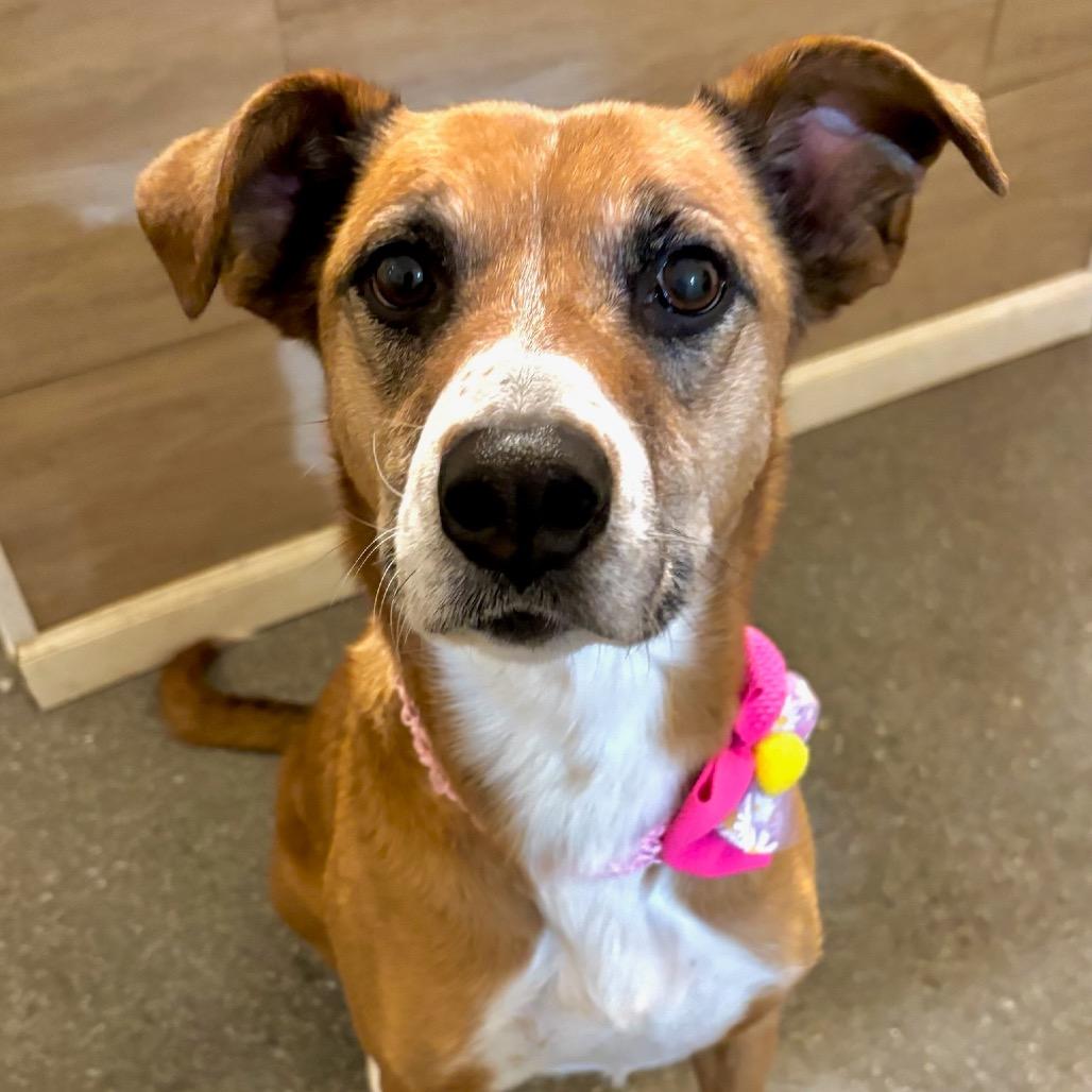 Enlarge Bean, a Adoptable mixed breed in Metamora, MI image 3/6