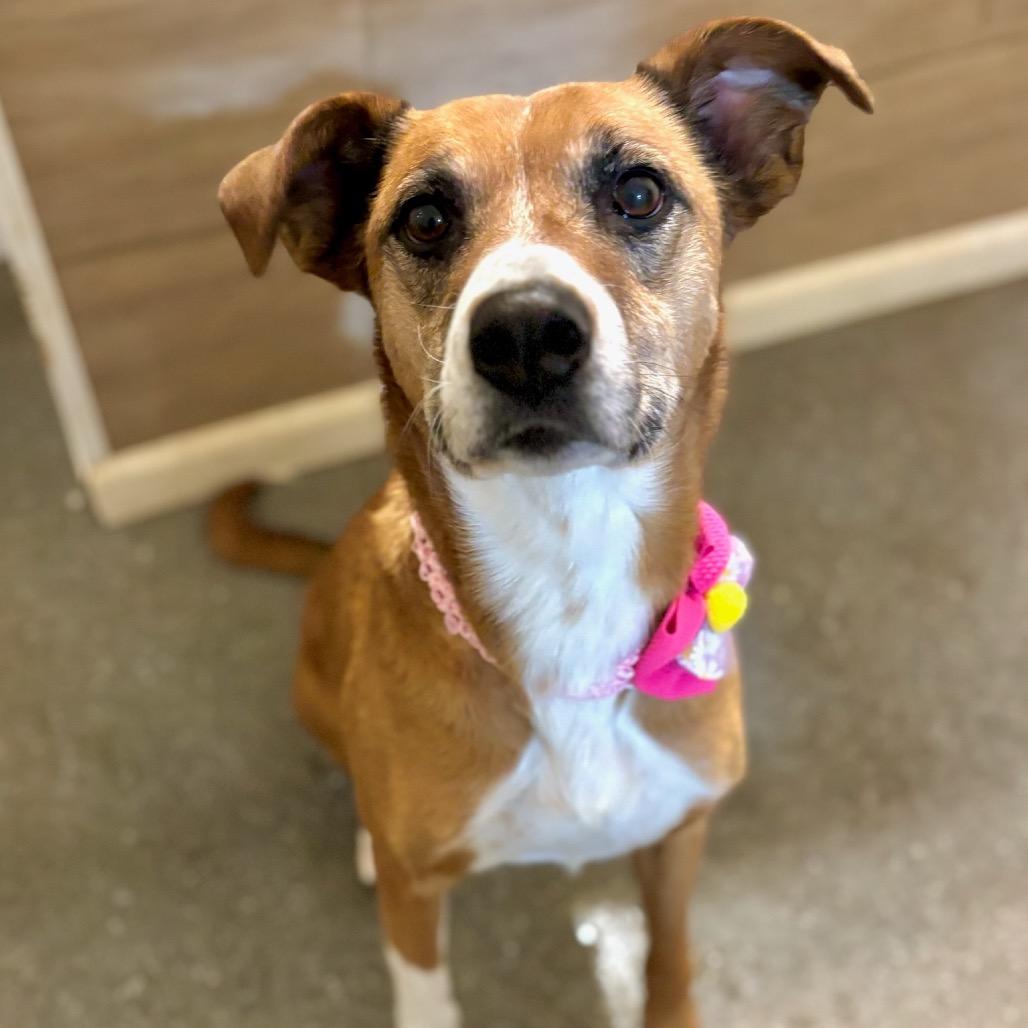 Enlarge Bean, a Adoptable mixed breed in Metamora, MI image 4/6