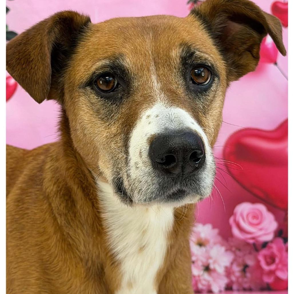 Enlarge Bean, a Adoptable mixed breed in Metamora, MI image 5/6