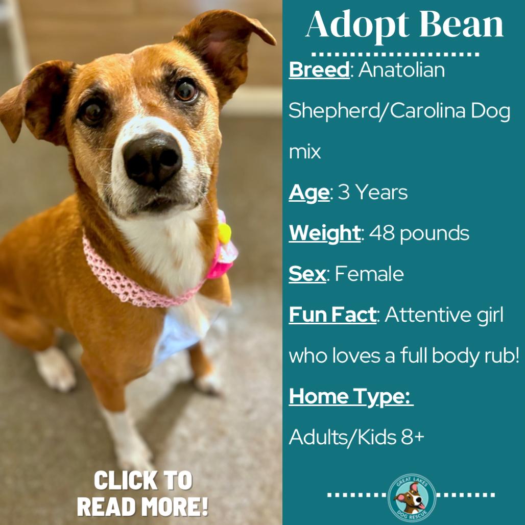 Enlarge Bean, a Adoptable mixed breed in Metamora, MI image 6/6