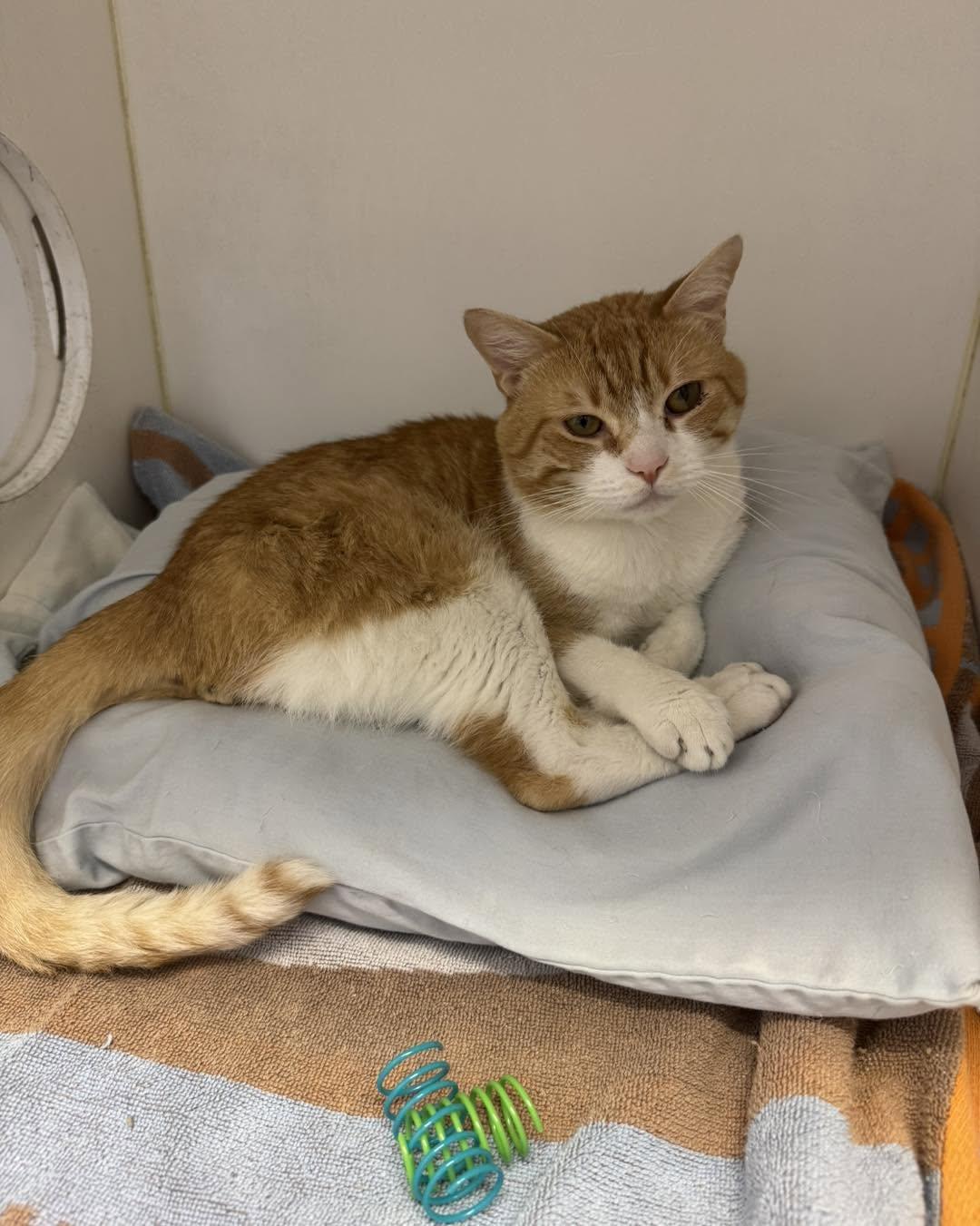 Enlarge Gato, a Adoptable Domestic Short Hair in Bloomfield, NJ image 3/4
