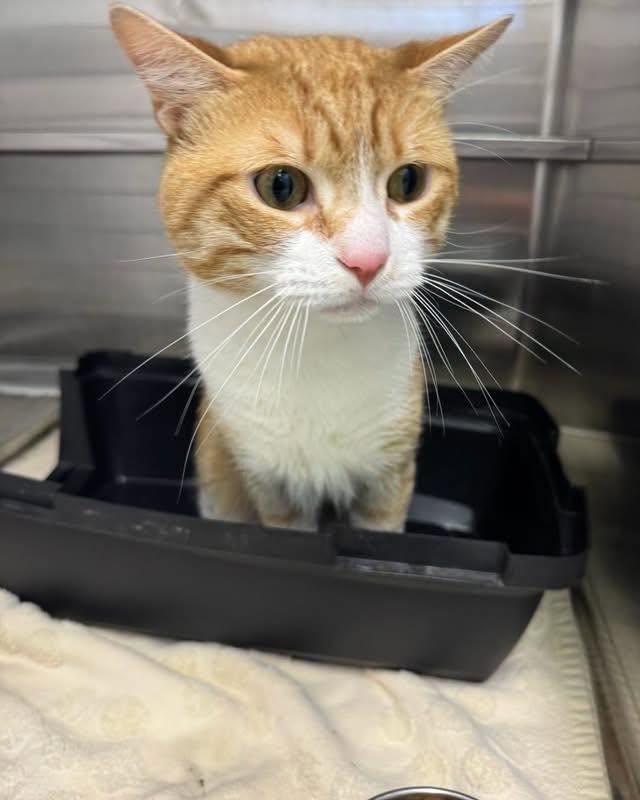 Enlarge Gato, a Adoptable Domestic Short Hair in Bloomfield, NJ image 4/4