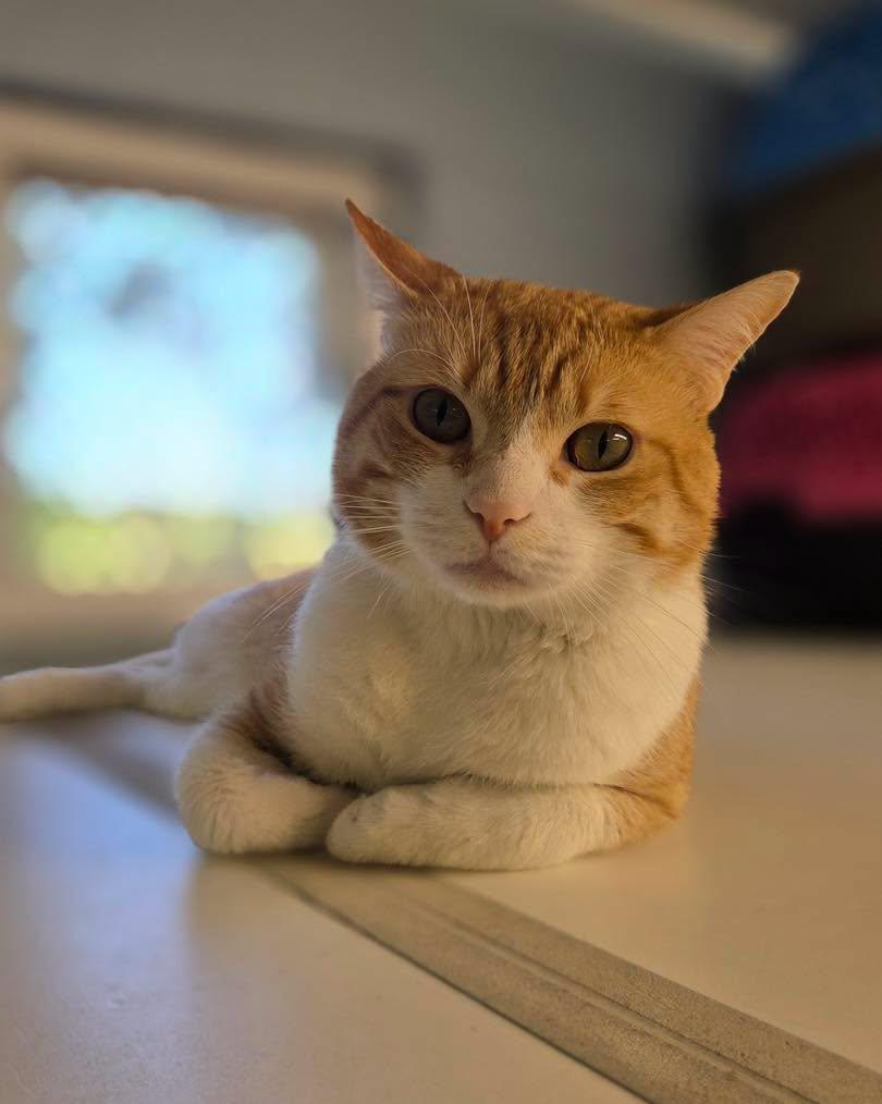 Enlarge Gato, a Adoptable Domestic Short Hair in Bloomfield, NJ image 1/5