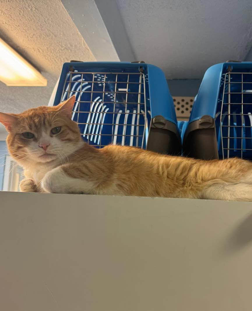Enlarge Gato, a Adoptable Domestic Short Hair in Bloomfield, NJ image 2/4