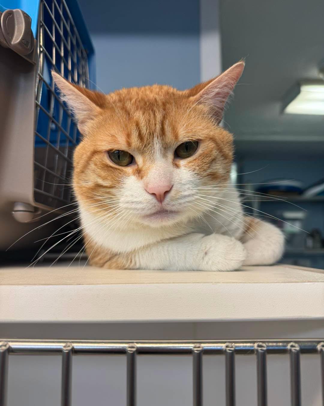 Enlarge Gato, a Adoptable Domestic Short Hair in Bloomfield, NJ image 1/4