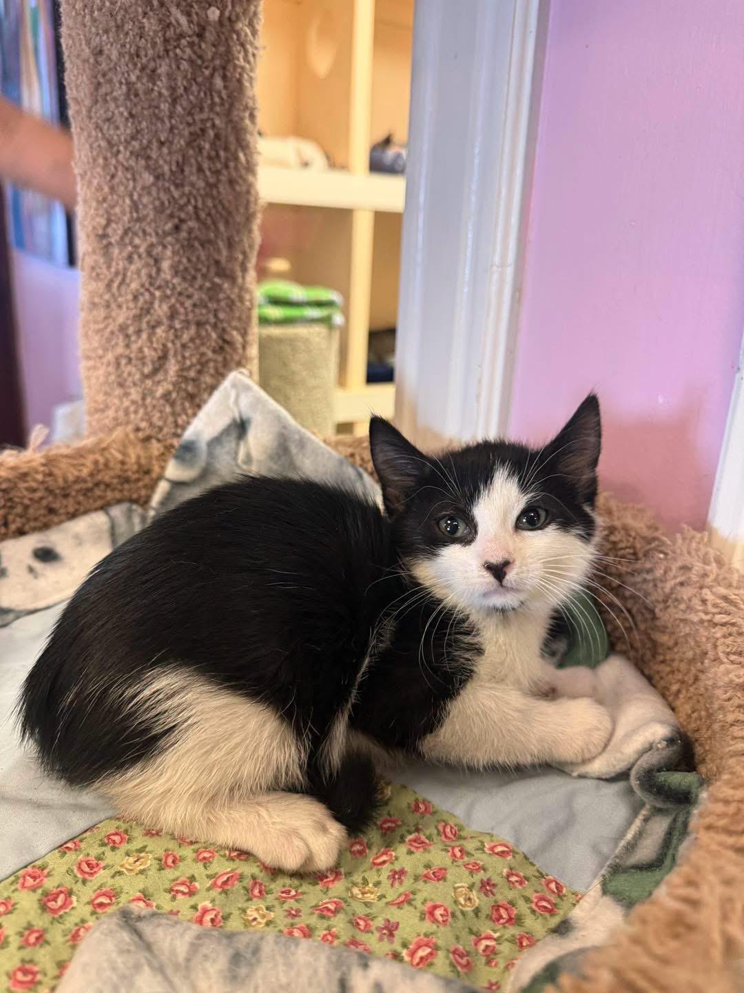 Jessica, ADOPTABLE, Young Female Domestic Short Hair.