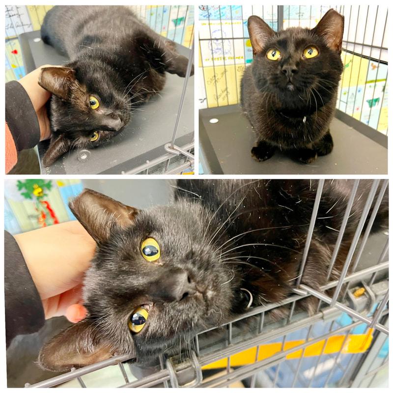 Enlarge Shadow, an adopted Domestic Short Hair in Dublin, VA image 1/1