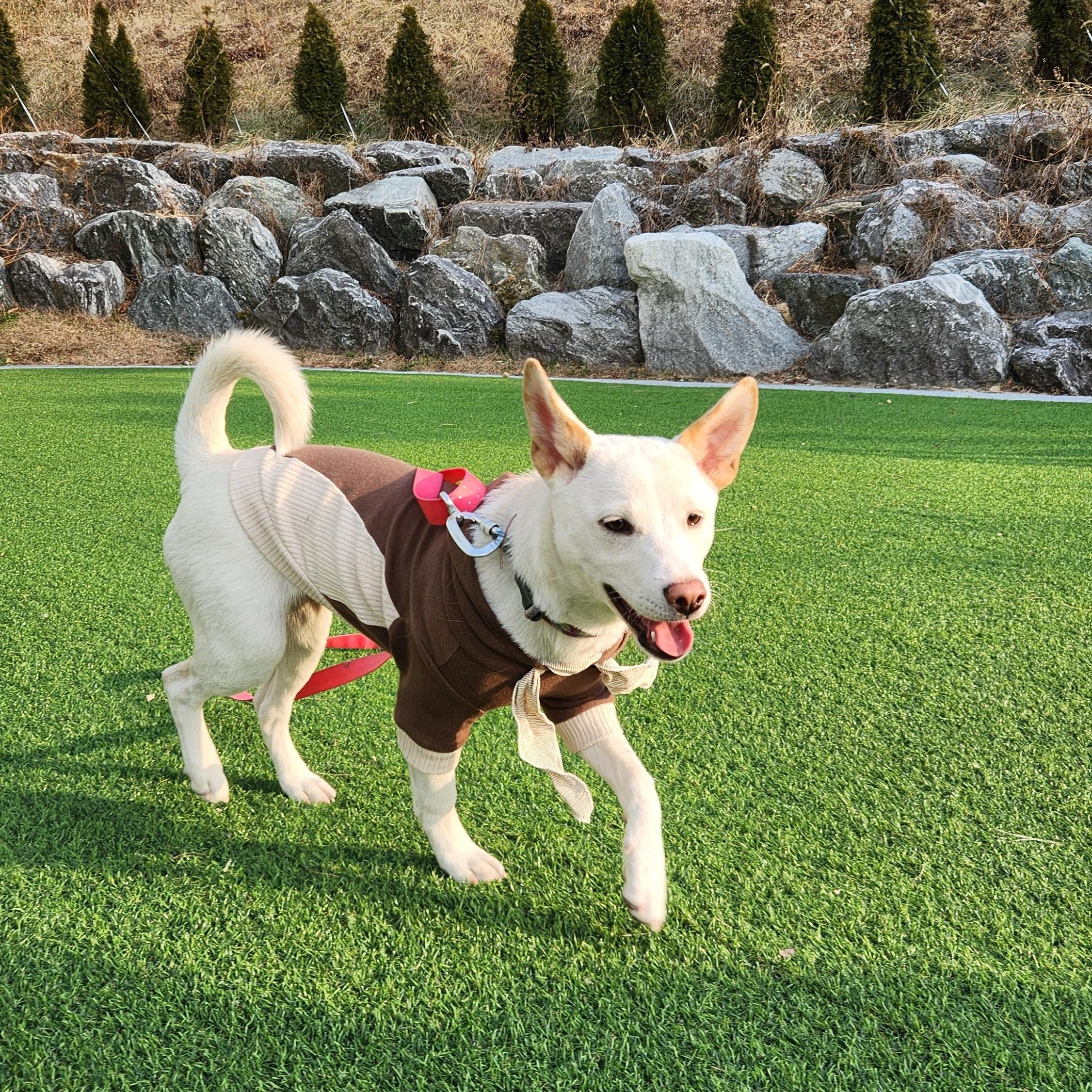 Enlarge Soy, a ADOPTABLE mixed breed in North York, ON image 5/6