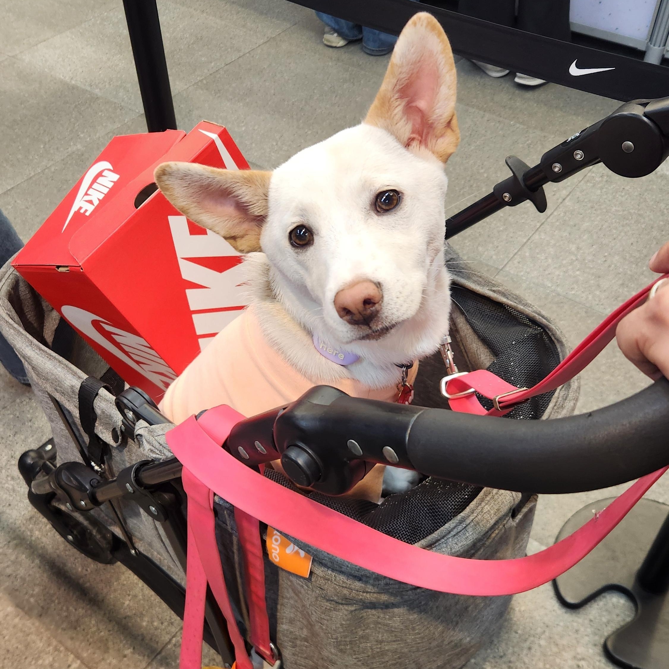 Enlarge Soy, a ADOPTABLE mixed breed in North York, ON image 2/6