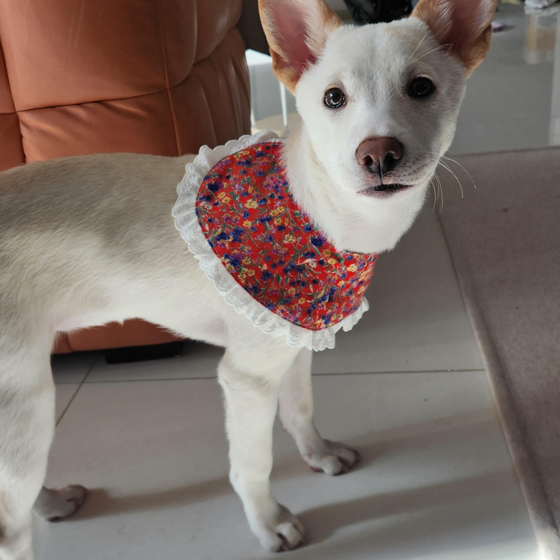 Enlarge Soy, a ADOPTABLE mixed breed in North York, ON image 6/6