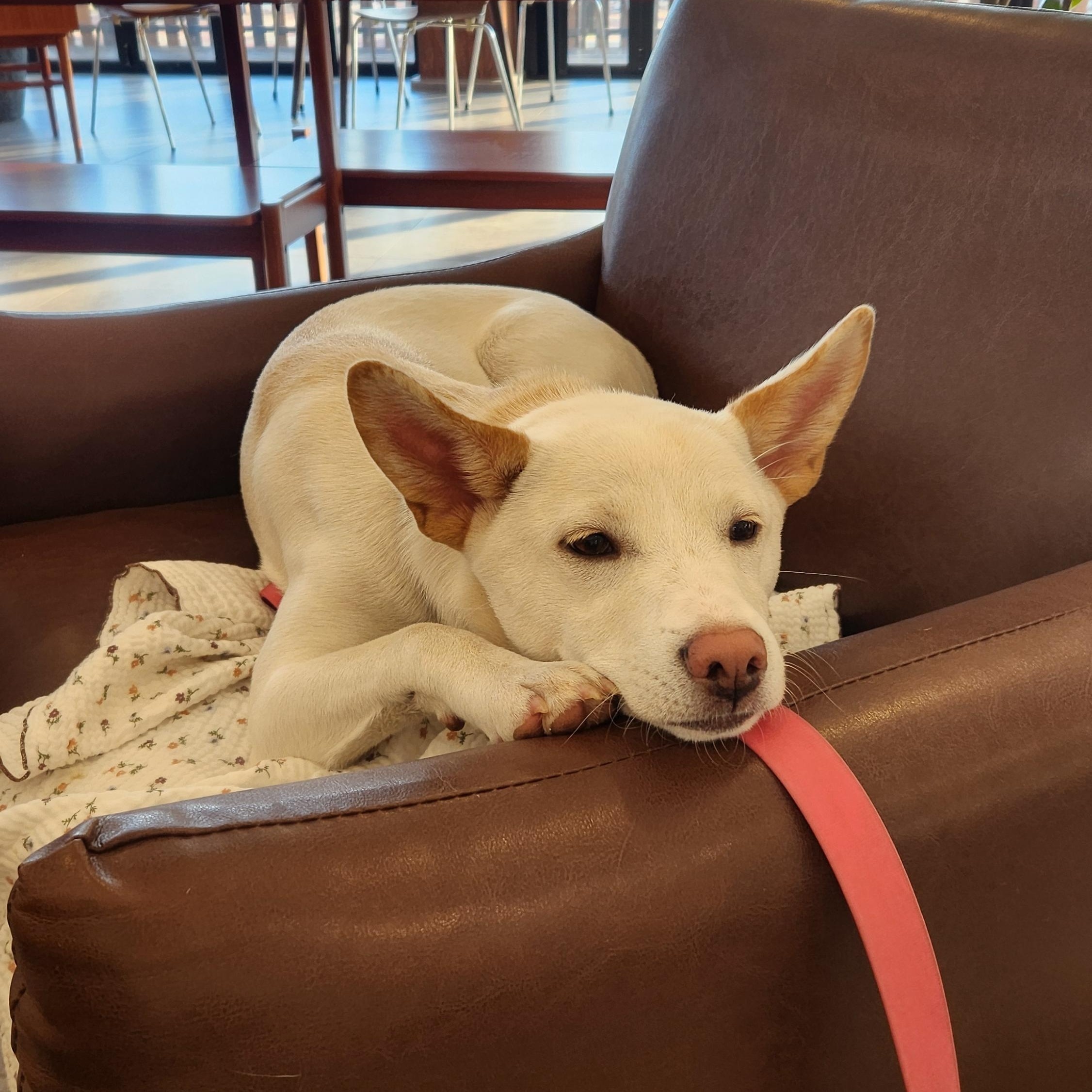 Soy, ADOPTABLE, Young Female Terrier.