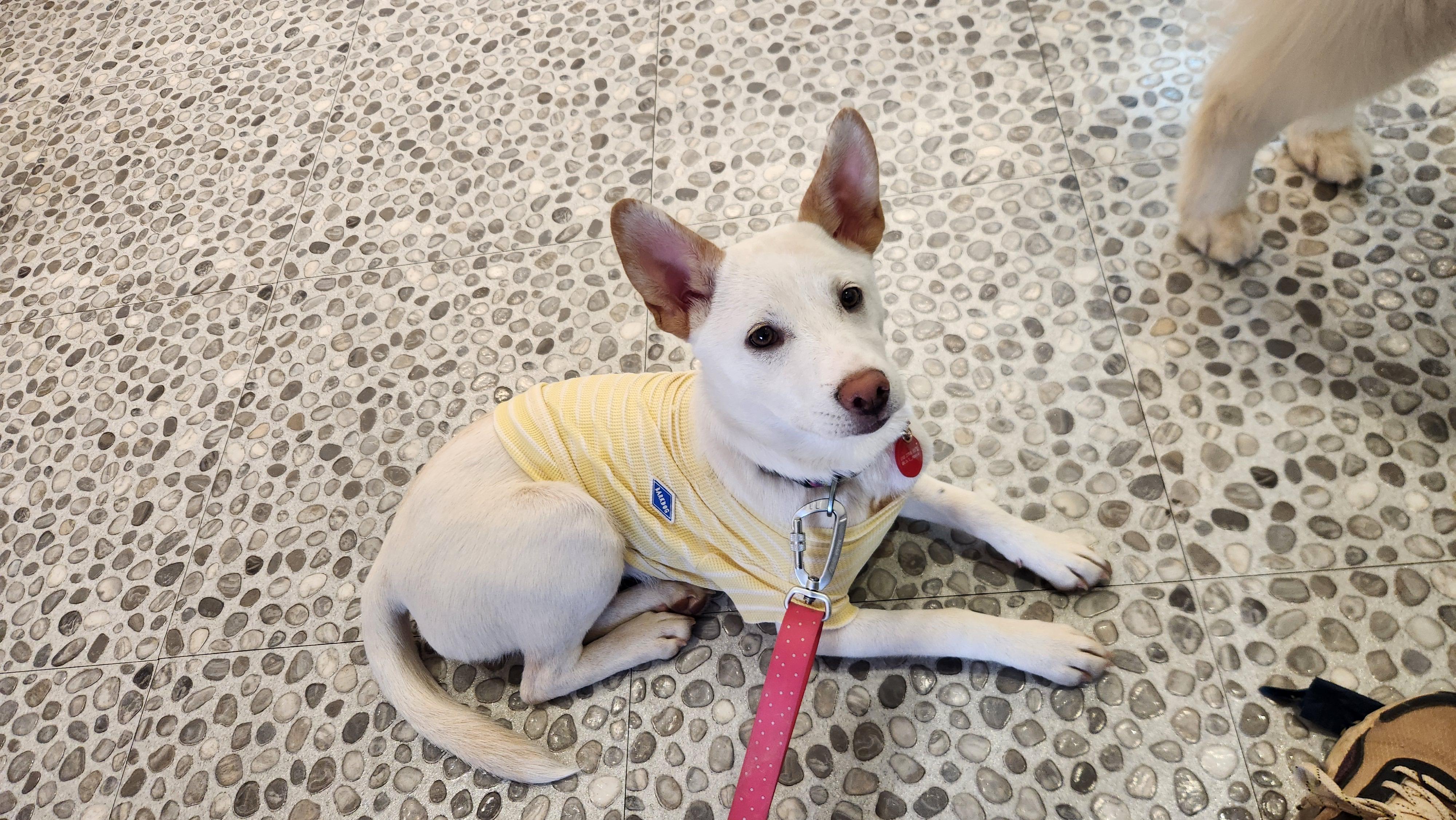 Enlarge Soy, a ADOPTABLE mixed breed in North York, ON image 4/6