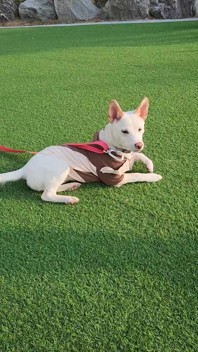 Enlarge Soy, a ADOPTABLE mixed breed in North York, ON video 3/6