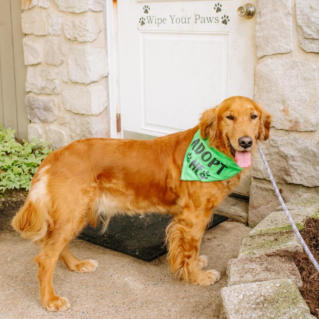 Enlarge Sabina, an adopted Golden Retriever in Chester Springs, PA image 1/4