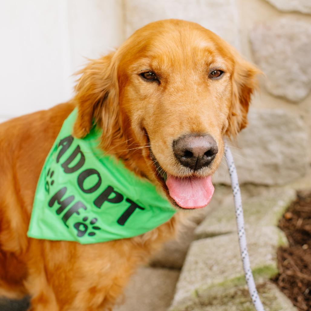 Enlarge Sabina, an adopted Golden Retriever in Chester Springs, PA image 3/4