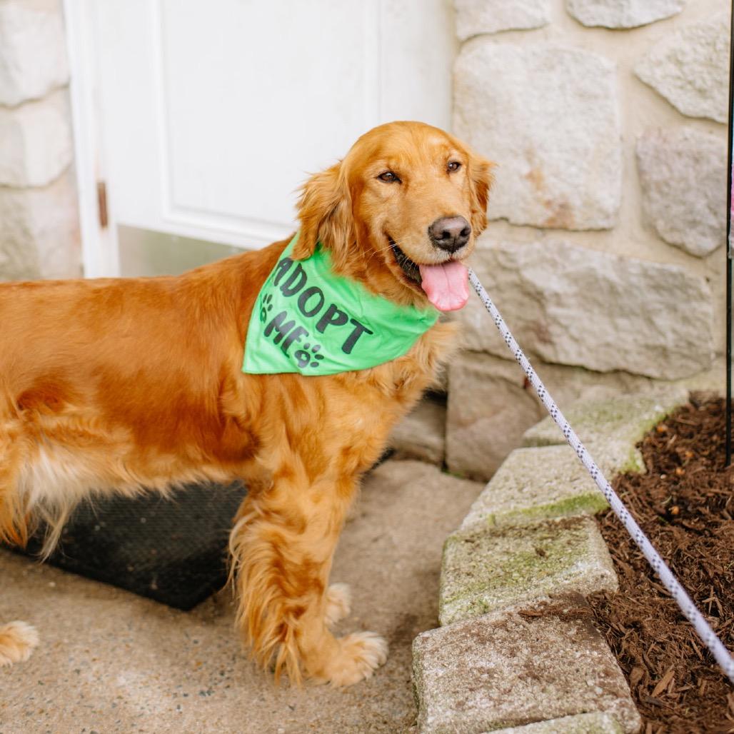 Enlarge Sabina, an adopted Golden Retriever in Chester Springs, PA image 2/4