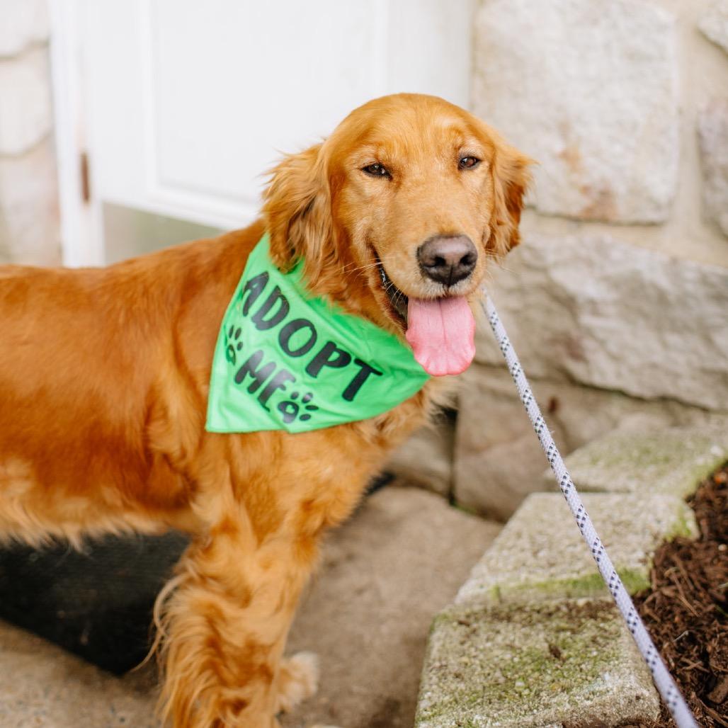 Enlarge Sabina, an adopted Golden Retriever in Chester Springs, PA image 4/4