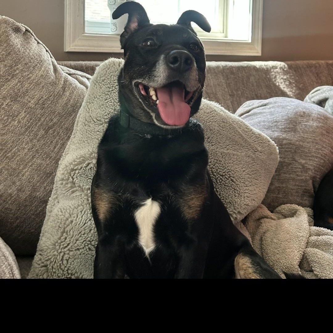 Cash, a Adoptable Australian Kelpie in Maryville, TN image 1/2